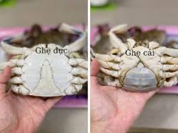 Cách chọn ghẹ tươi ngon

Chọn ghẹ đầu hoặc cuối tháng âm lịch, khi vỏ chuyển kỳ, thịt vào chắc – trái ngược với giữa tháng dễ bị nhão

Ghẹ nên có kích thước vừa, cầm chắc tay và nặng so với kích thước. Đối với ghẹ đực: yếm nhỏ, hình chữ Y; ghẹ cái: yếm to, tròn, hơi vàng, có nhiều gạch 

Tránh mua ghẹ có mùi lạ, vỏ có trầy xước, võng mất nước, chân mềm.