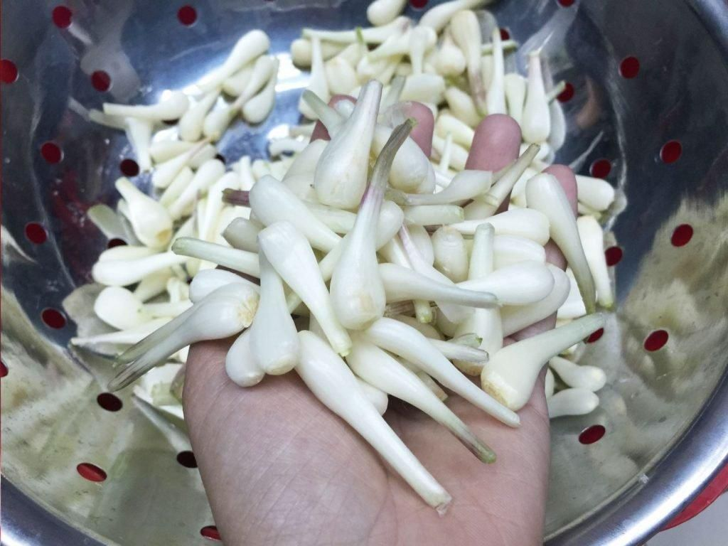 Sơ chế kiệu – Đảm bảo kiệu giòn và trắng
Để loại bỏ bớt vị hăng của củ kiệu: Bạn hãy dùng nước muối loãng ngâm kiệu 8–12 tiếng (hoặc là có thể để qua đêm) để bớt vị hăng và giúp củ trắng hơn.
Nếu dùng tro bếp hoặc nước vo gạo, chỉ cần ngâm 2–3 tiếng cũng hiệu quả.
Có thể thêm phèn chua (15–20 phút) để kiệu thêm giòn trắng.
Rửa sạch và để ráo: Sau khi ngâm xong, bạn đem rửa lại nhiều lần bằng nước sạch. Những phần rễ và những lớp vỏ già của củ kiệu phải cắt bỏ chỉ giữ lại phần đuôi khoảng 3 cm để khi muối không bị nhũn.
Phơi hoặc sấy cho ráo nước:
Nếu trong điều kiện thời tiết không có nắng, dùng lò nướng sấy kiệu ở 100 °C trong khoảng 30 phút, để hé cửa cho thoáng khí để hơi nước thoát ra.
Hoặc phơi trong nhà dưới ánh đèn khoảng 8 tiếng để kiệu có thể hấp thụ nhiệt.
